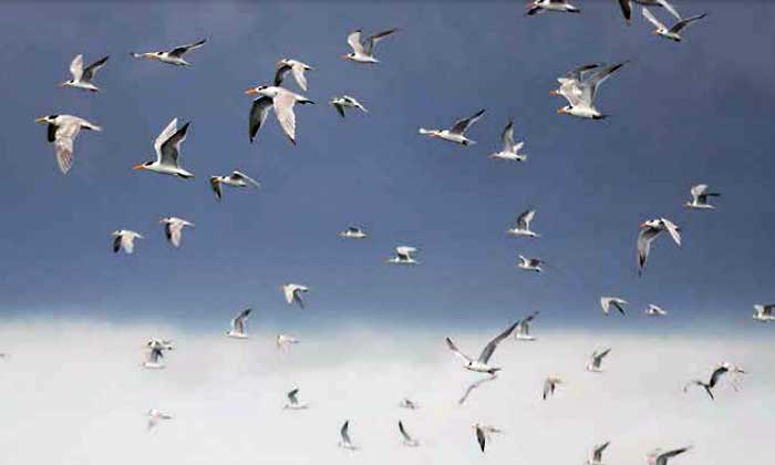 Burung Laut di Indonesia