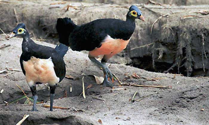 Keunikan Burung Maleo