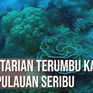 Terumbu Karang di Kepulauan Seribu