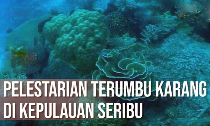 Terumbu Karang di Kepulauan Seribu