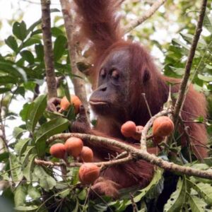 Perubahan Iklim Terhadap Habitat Orangutan