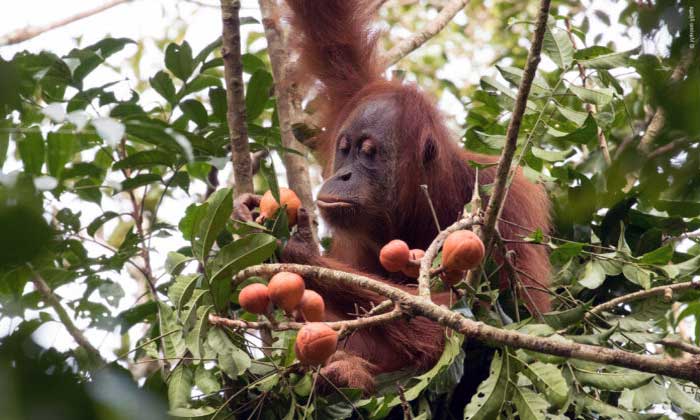 Perubahan Iklim Terhadap Habitat Orangutan