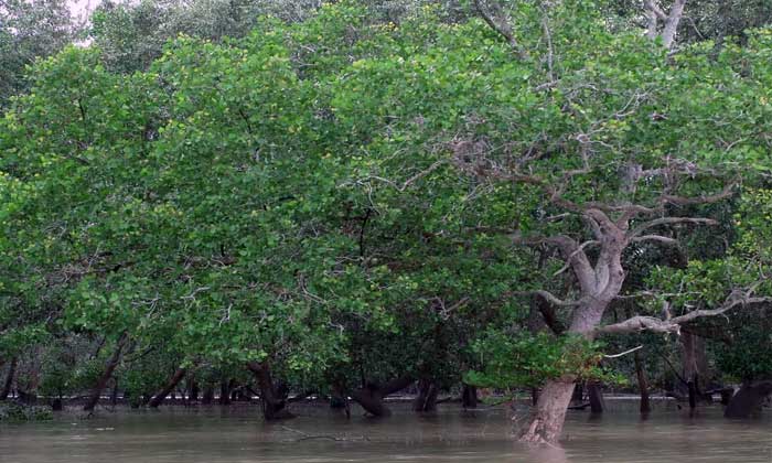 Spesies Mangrove