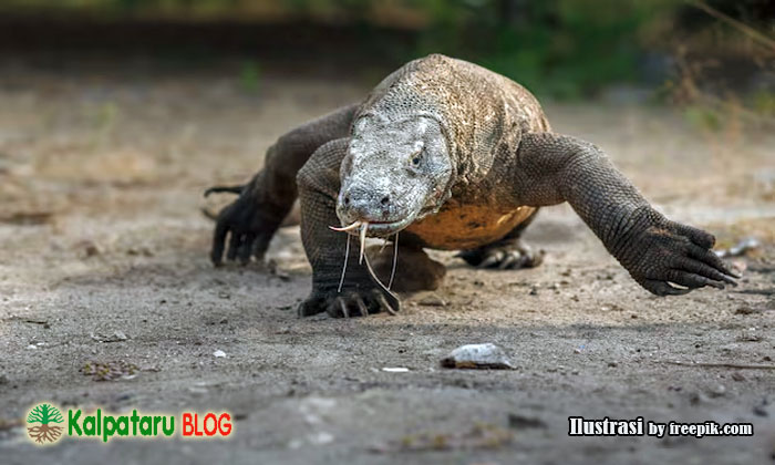 komodo predator purba dari flores