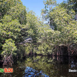 mangrove untuk masa depan pantai