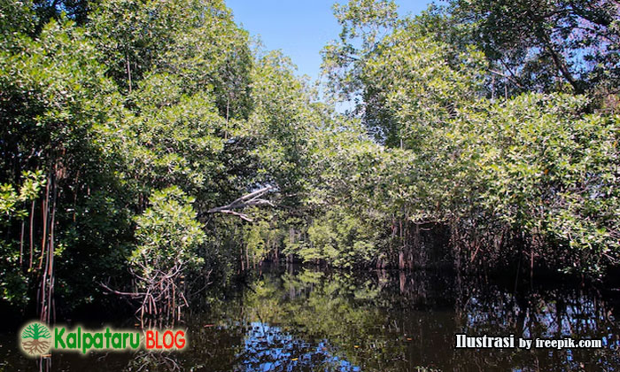 mangrove untuk masa depan pantai