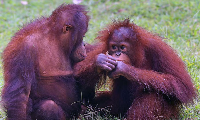 orangutan di hutan kalimantan